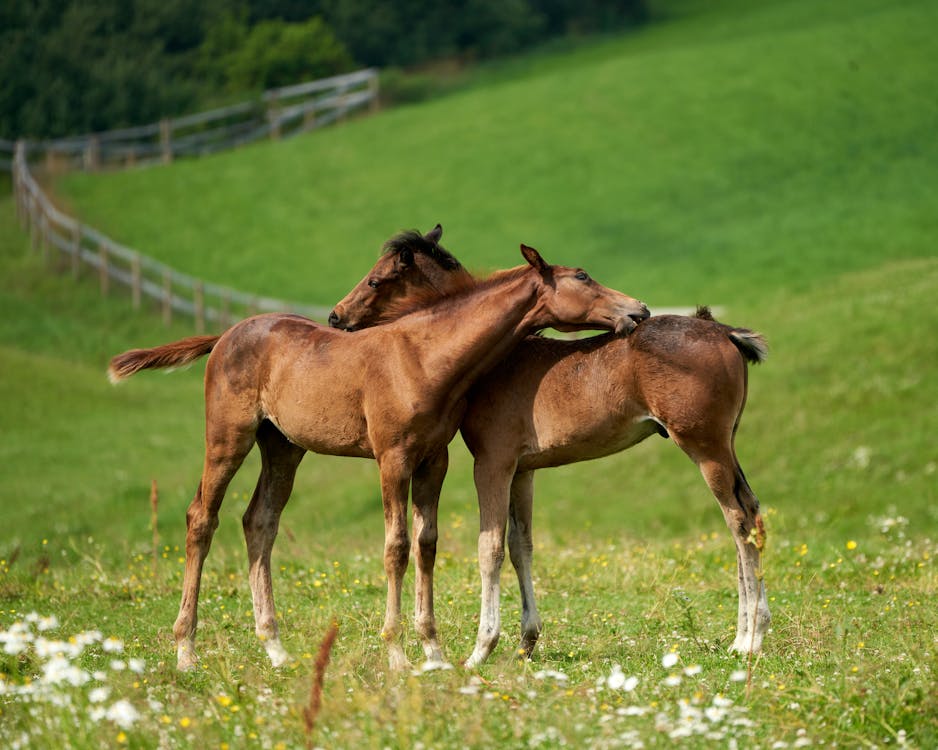 free-photo-of-young-foals-embracing-in-norwegian-meadow.jpeg (85 KB)